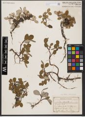 Foto von Salix reticulata L.